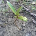 Black Mangrove