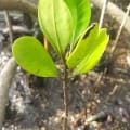 Mangrove Blanche