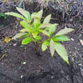 Aguacate