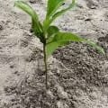 Baobab