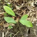 Cacaotier de Corylus N°1