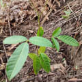 Leos Money Tree