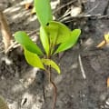 Weiße Mangrove