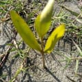 Black Mangrove