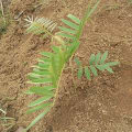 Tephrosia