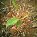 Ciliegio Africano