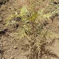 Grevillea