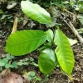 Cacao