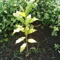 Olivo africano