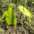 Cacao
