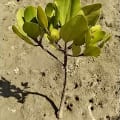 Mangrove Blanche