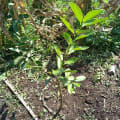 grandalbero