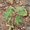 Tephrosia