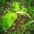 Banane