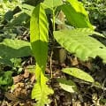 Cacao