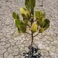 Weiße Mangrove