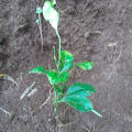 Orange tree