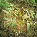 Neem