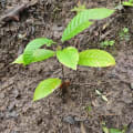 Cacao