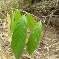 Cacao
