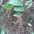 The Cacao for Research
