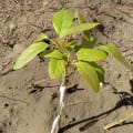 Noas Avocado Tree