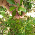 Peral
