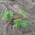 Albizia