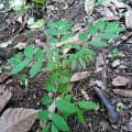 Beppone