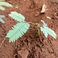 Leucaena