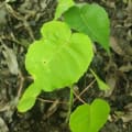 Arbre dynamite
