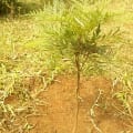 Grevillea