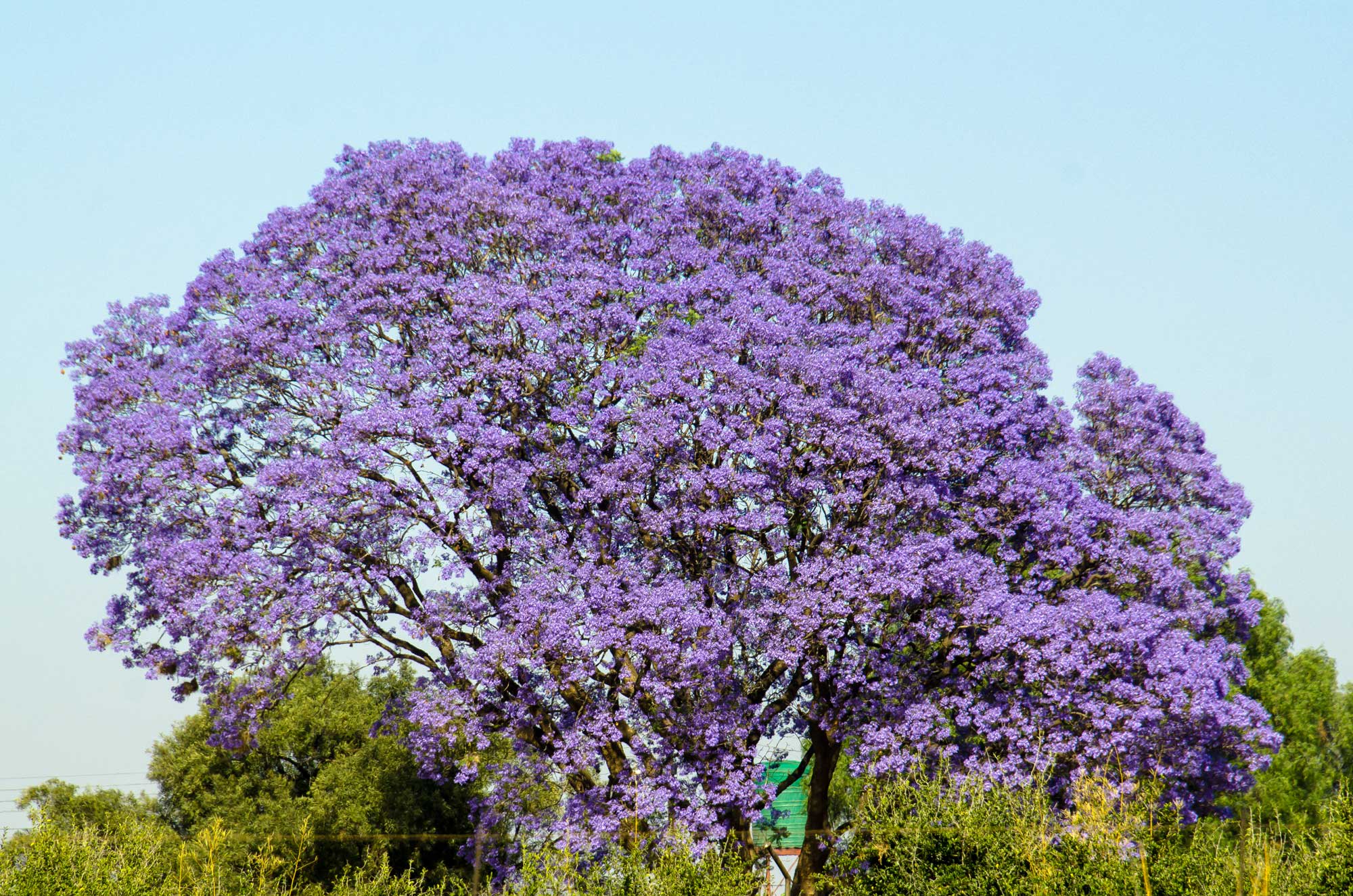 Jacaranda - Infos rund um den Baum | Treedom