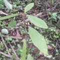 Cacao