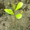 Mangrovia Bianca
