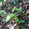 Cacaotier