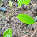 Caoba