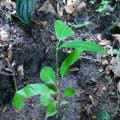 Roble