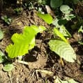 Cacao