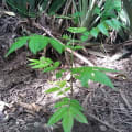 Enny