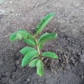 Guava