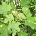 Barbados Nut