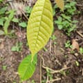 Theobroma cacao