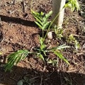 Calliandra