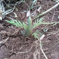 Grevillea