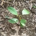Cacao