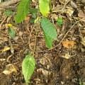 Cacao