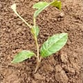 African Mahogany