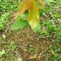 Cacao Mervigliao