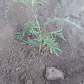 Grevillea